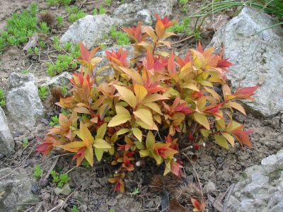 o - Spiraea bumalda Gold Flame